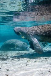 manatee in crystal river by Michael Shope 